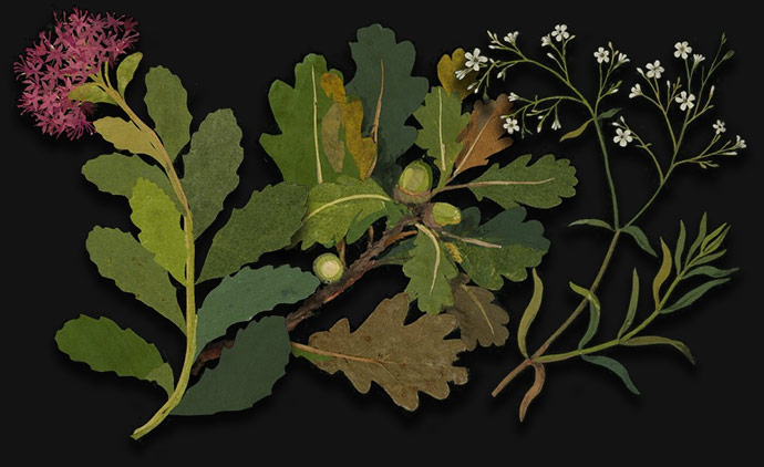Autumn: Sedum, oak and Gypsophila