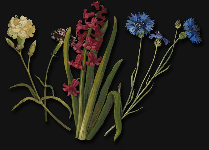 Carnation, hyacinth and cornflower